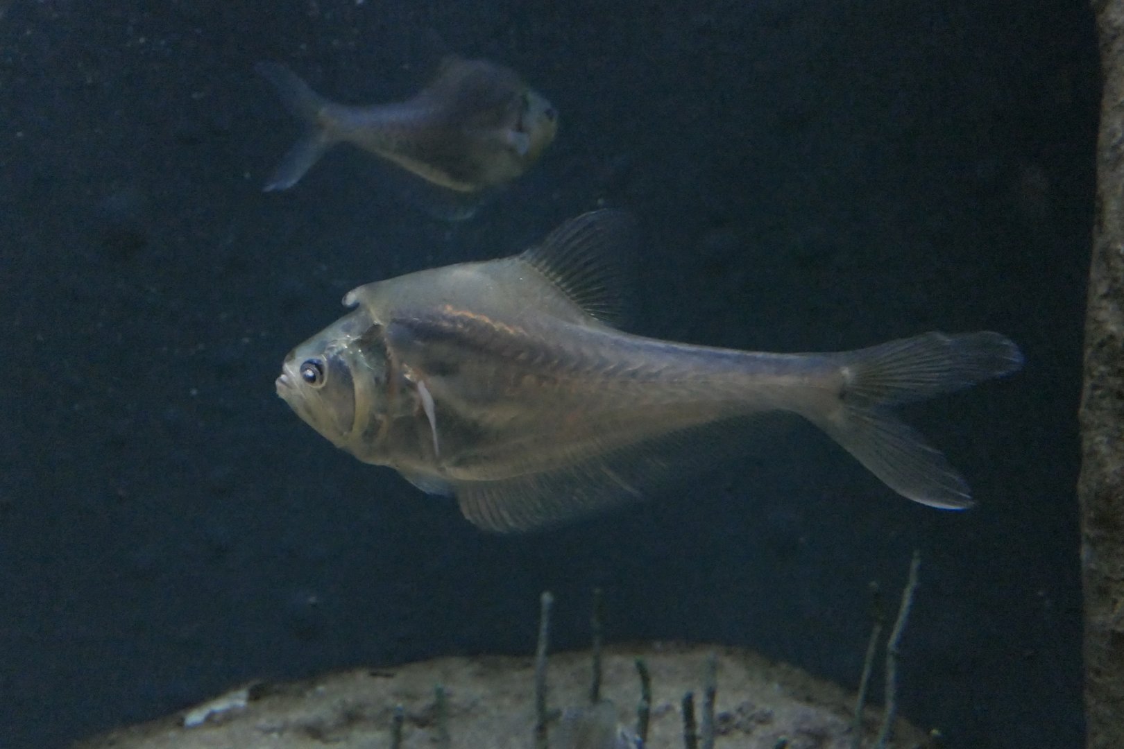 Nurseryfish (Kurtus gulliveri)