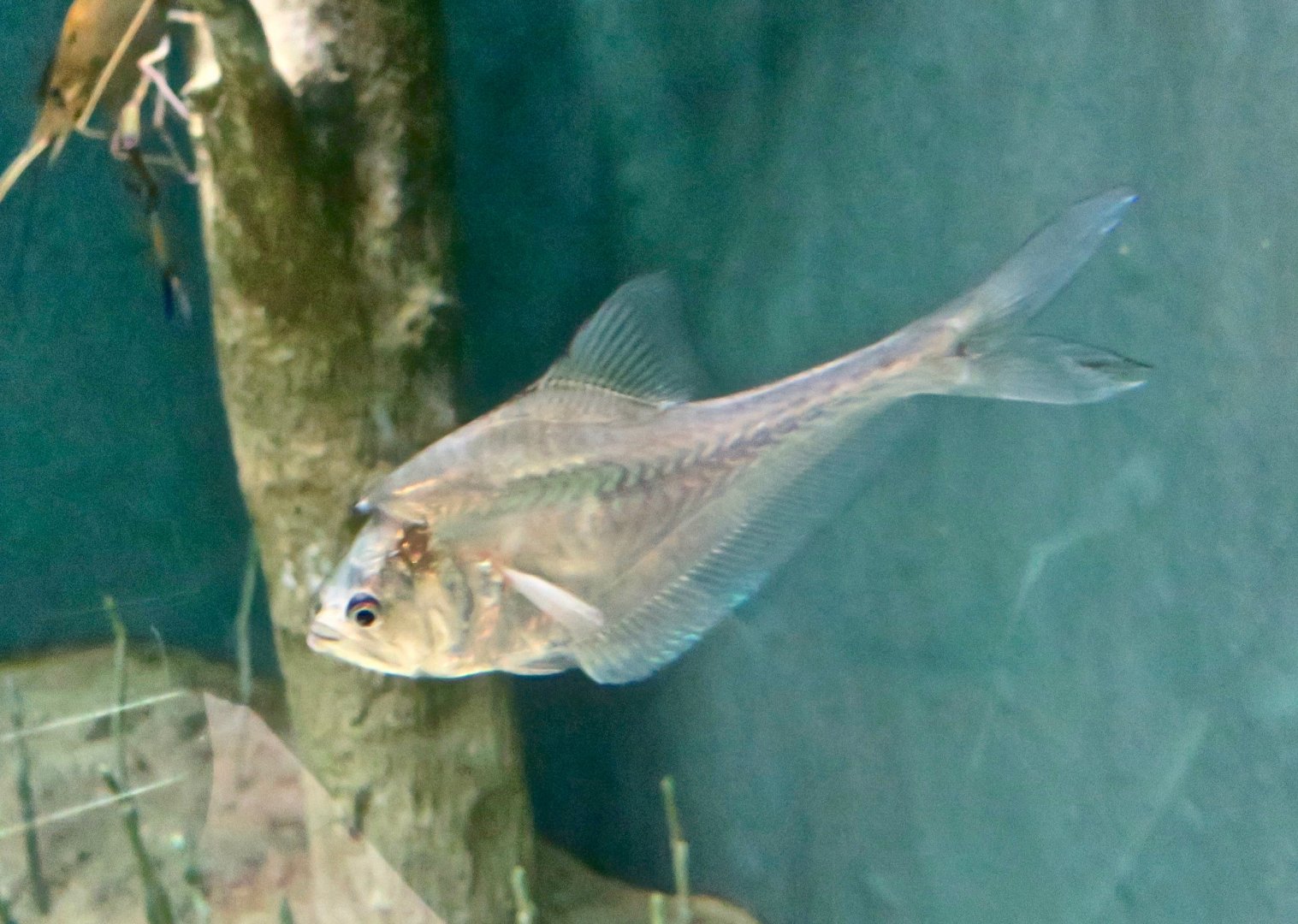 Nurseryfish male (Kurtus gulliveri)