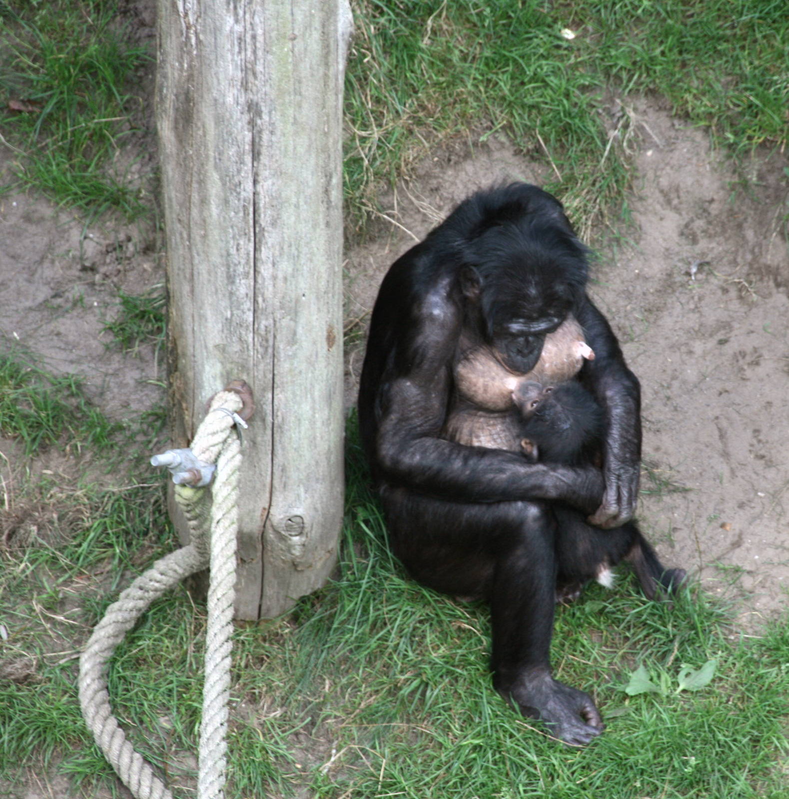nursing Bonobo