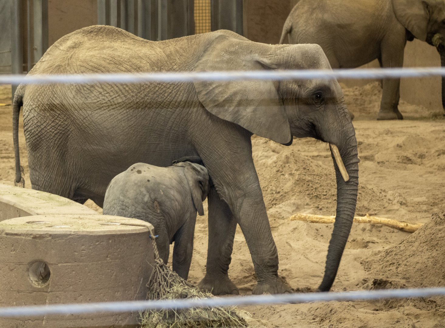 Nursing Elephant Calf