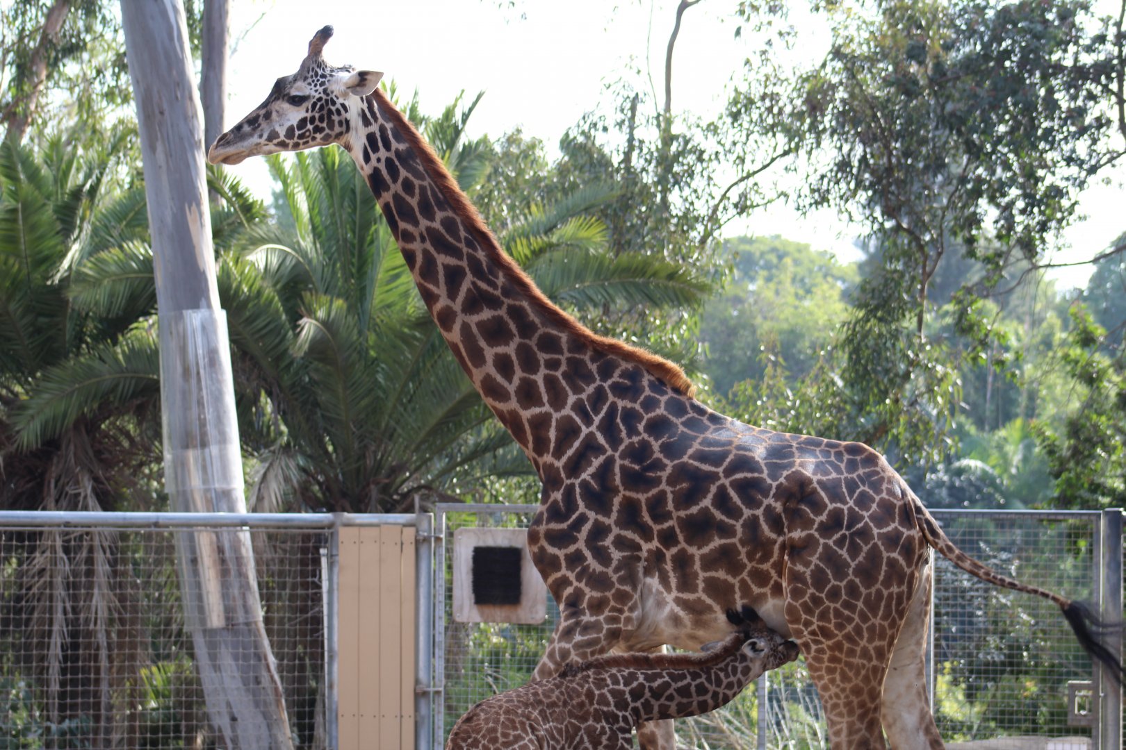 Nursing Masai Giraffe