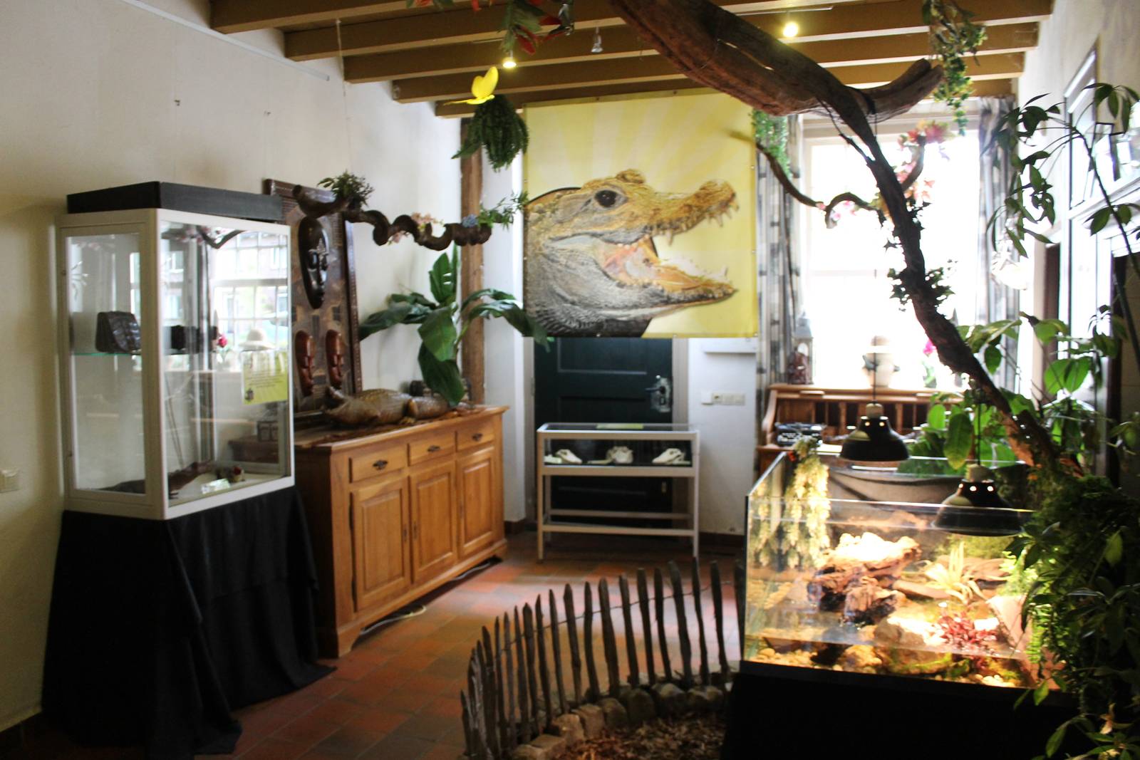 Nursing-room African dwarf crocodile