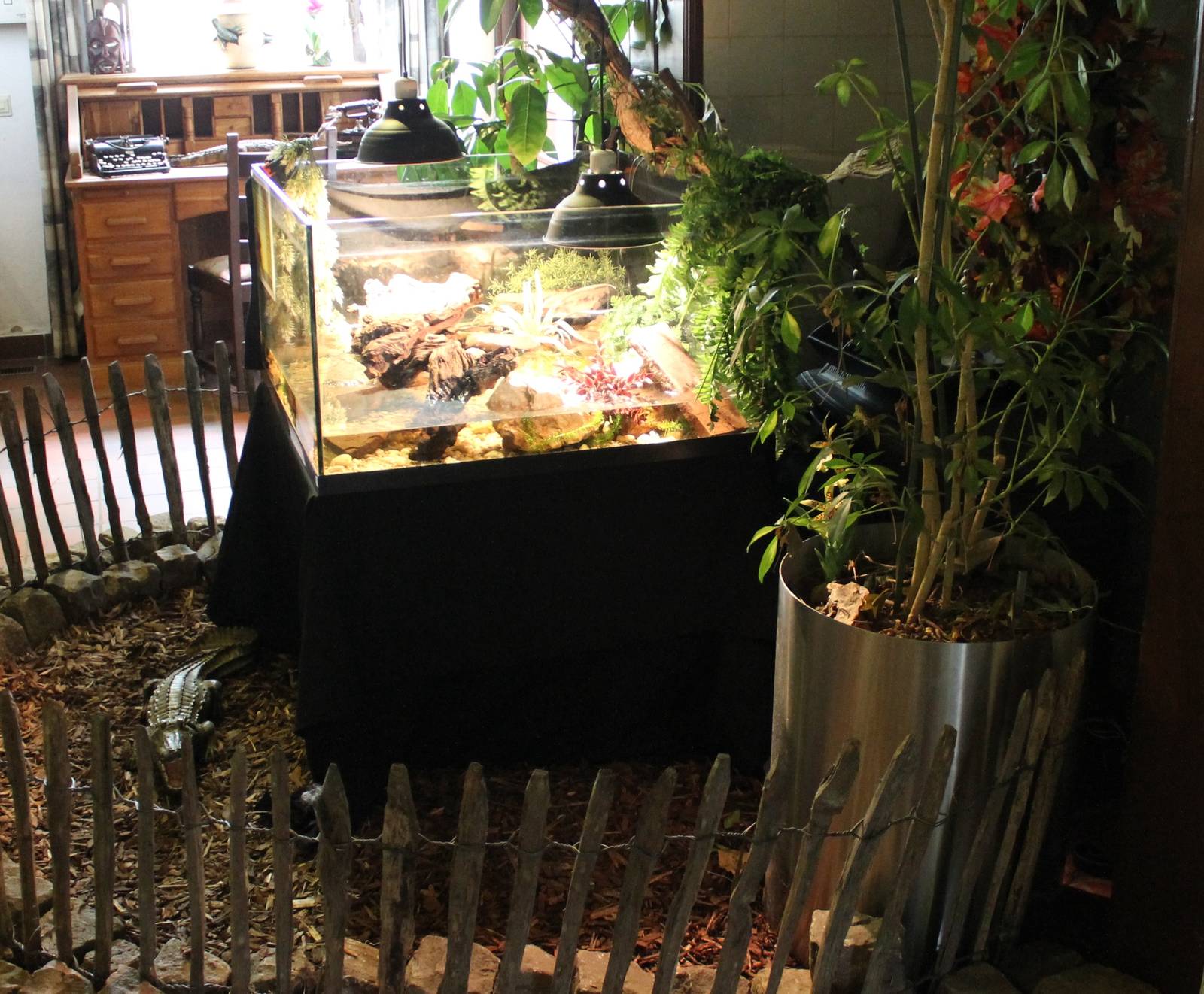 Nursing-tank African dwarf crocodile