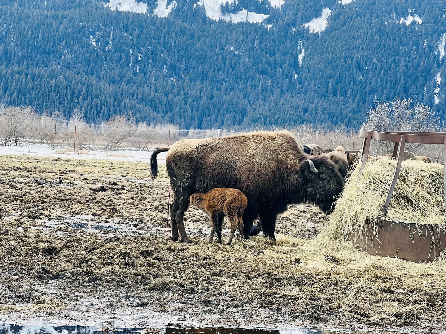 Nursing Wood Bison Calf
