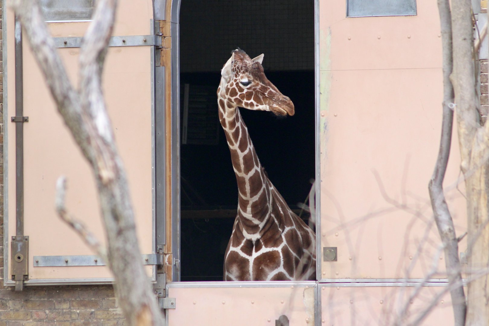 Nuru, reticulated giraffe (Giraffa camelopardalis reticulata) at London Zoo, April 2024