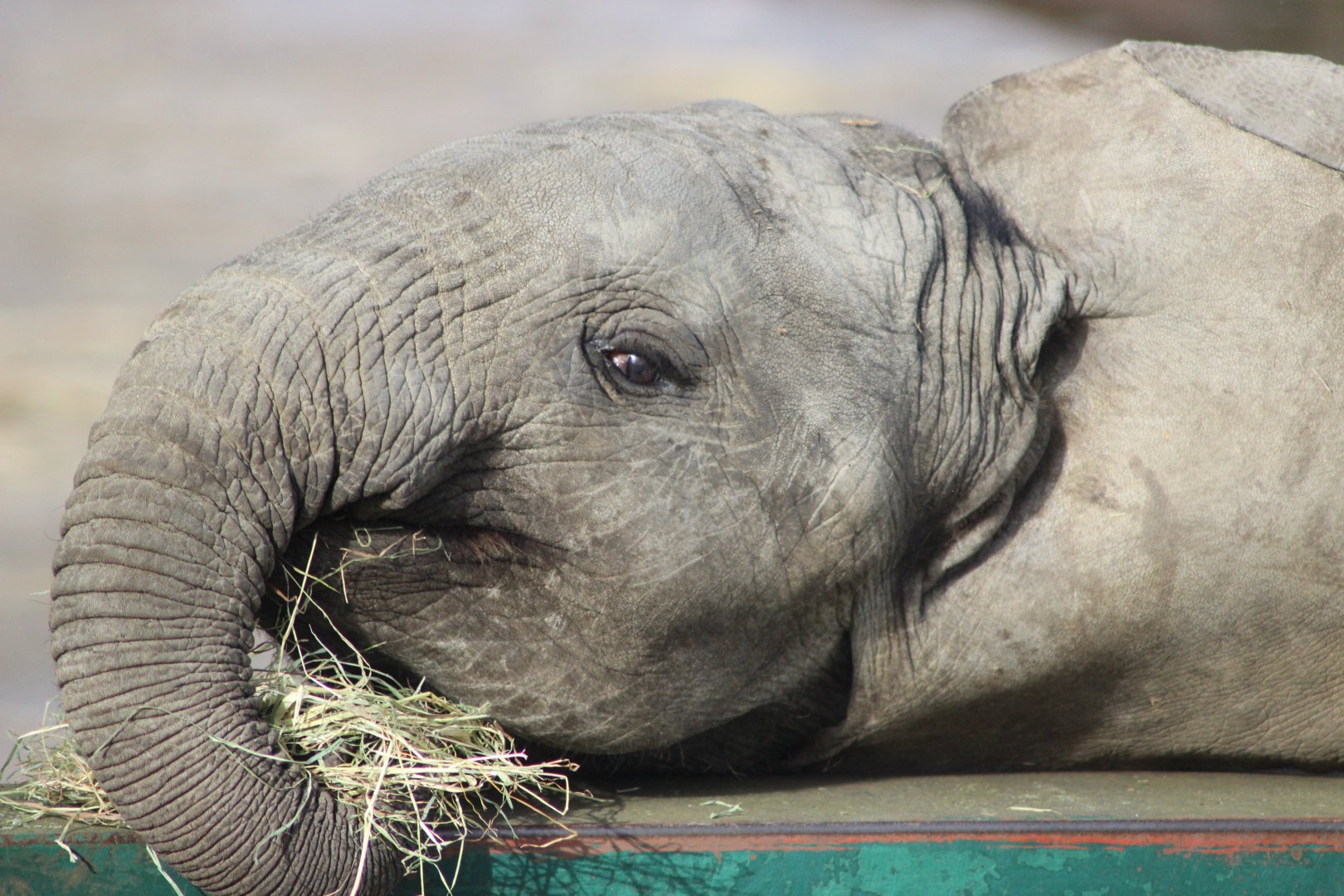 Nusu - Baby Elephant