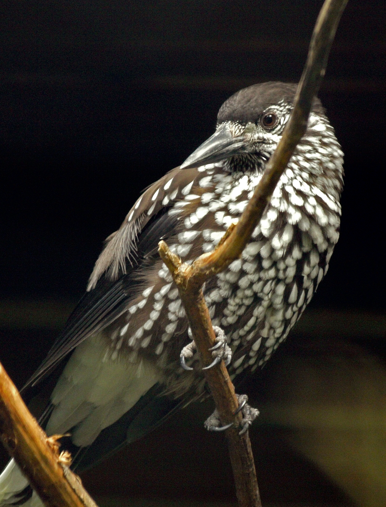 Nutcracker (N. c. caryocatactes)