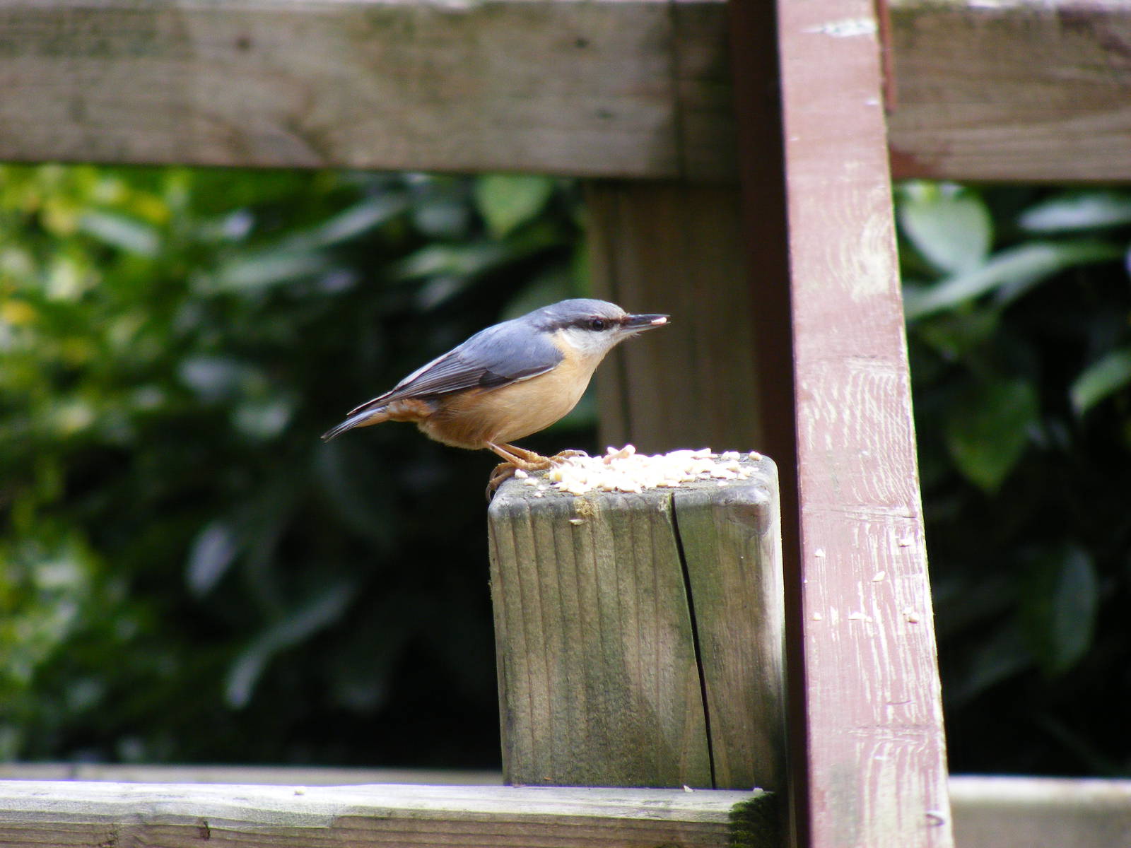Nuthatch feeding at Marwell Wildlife, 13 March 2011
