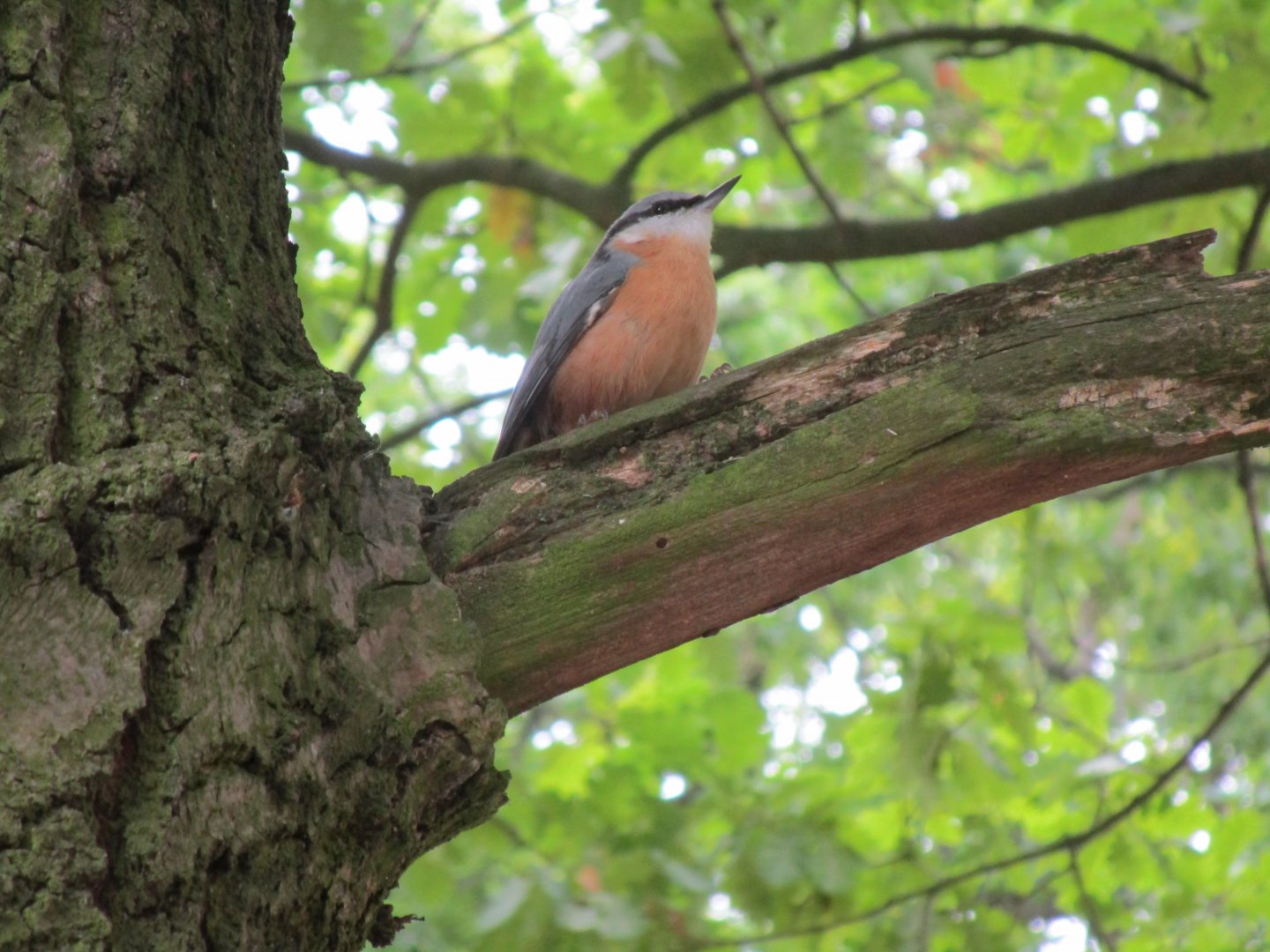 Nuthatch - Wild