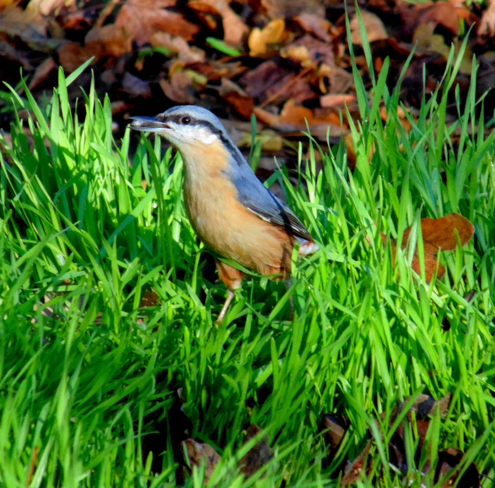 Nuthatch