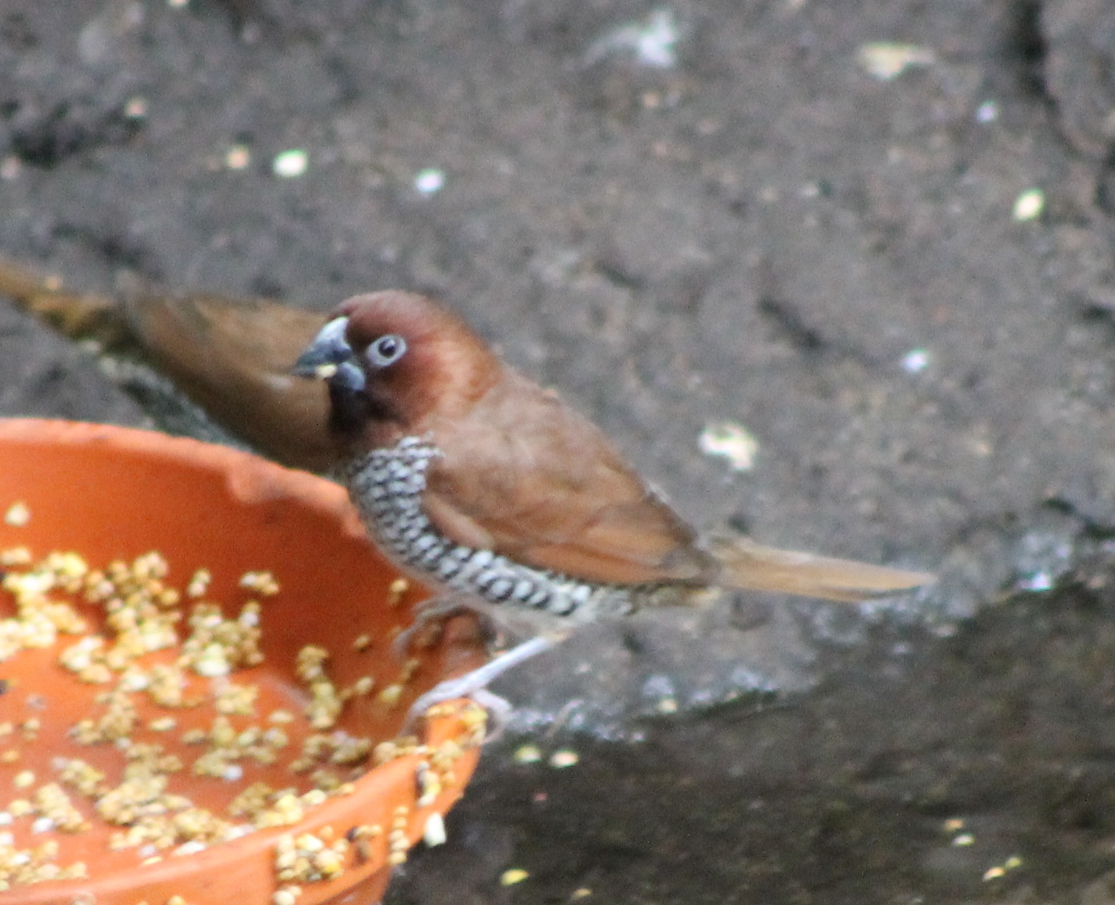 Nutmeg finch