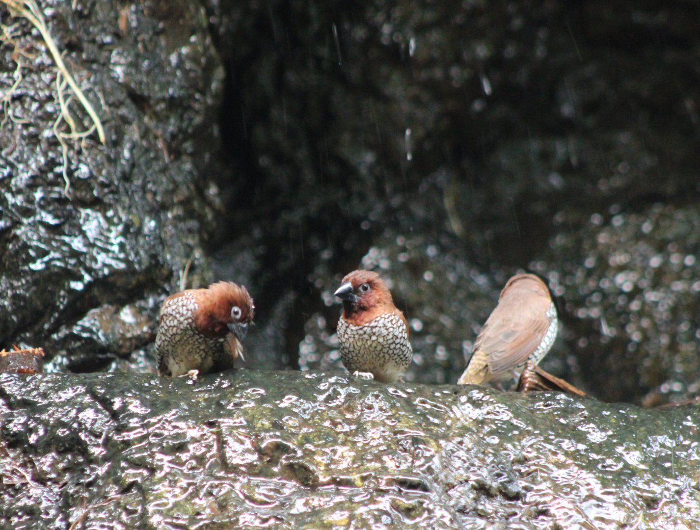 Nutmeg finches