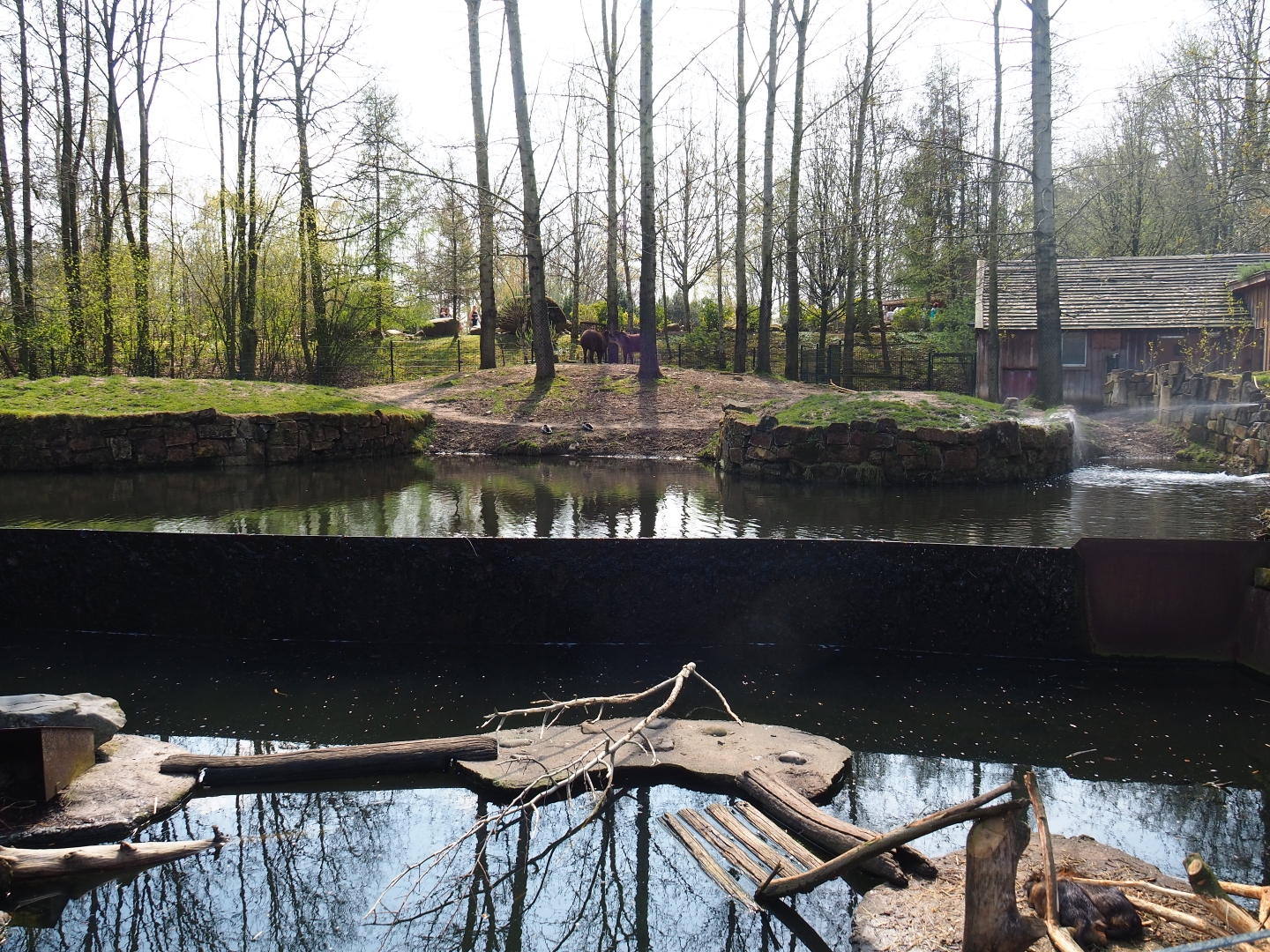 Nutria and South American tapir exhibits, 2019-03-30