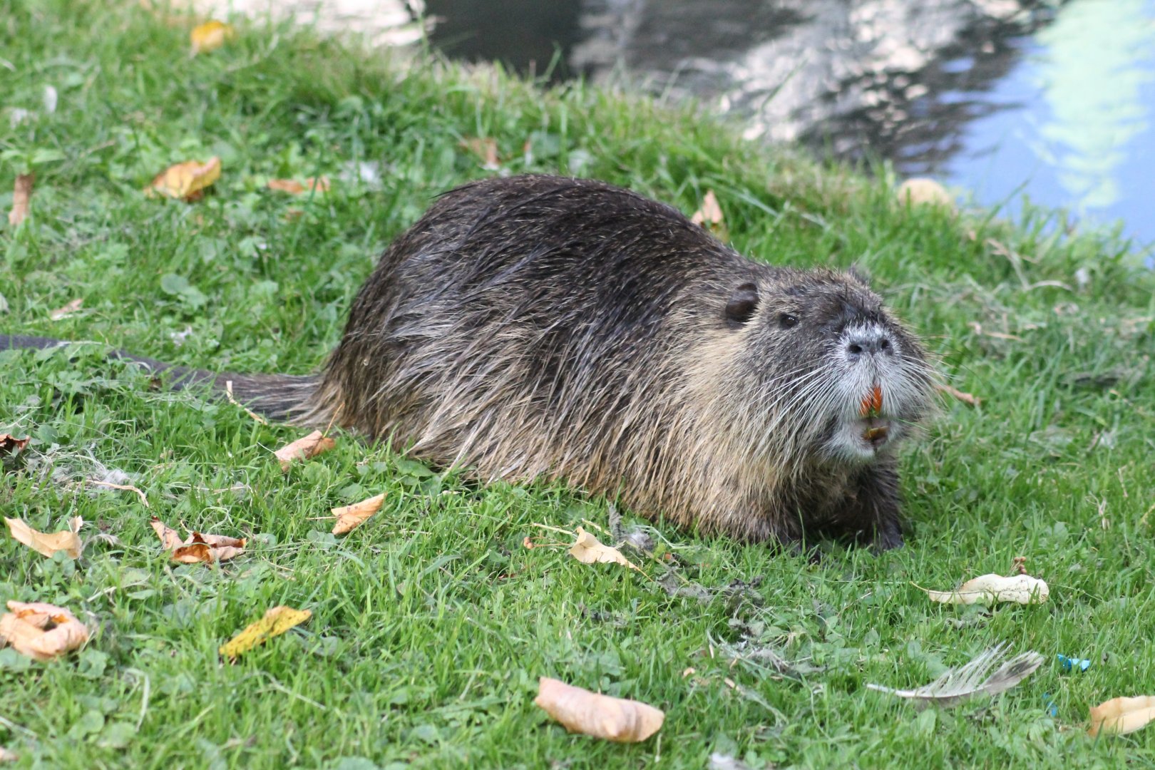 Nutria by Celle Castle (Celler Schloss)