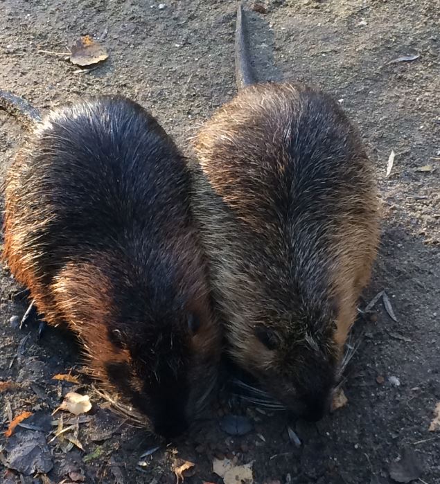 Nutria / Coypu ( Myocastor coypus) 17-11-2018