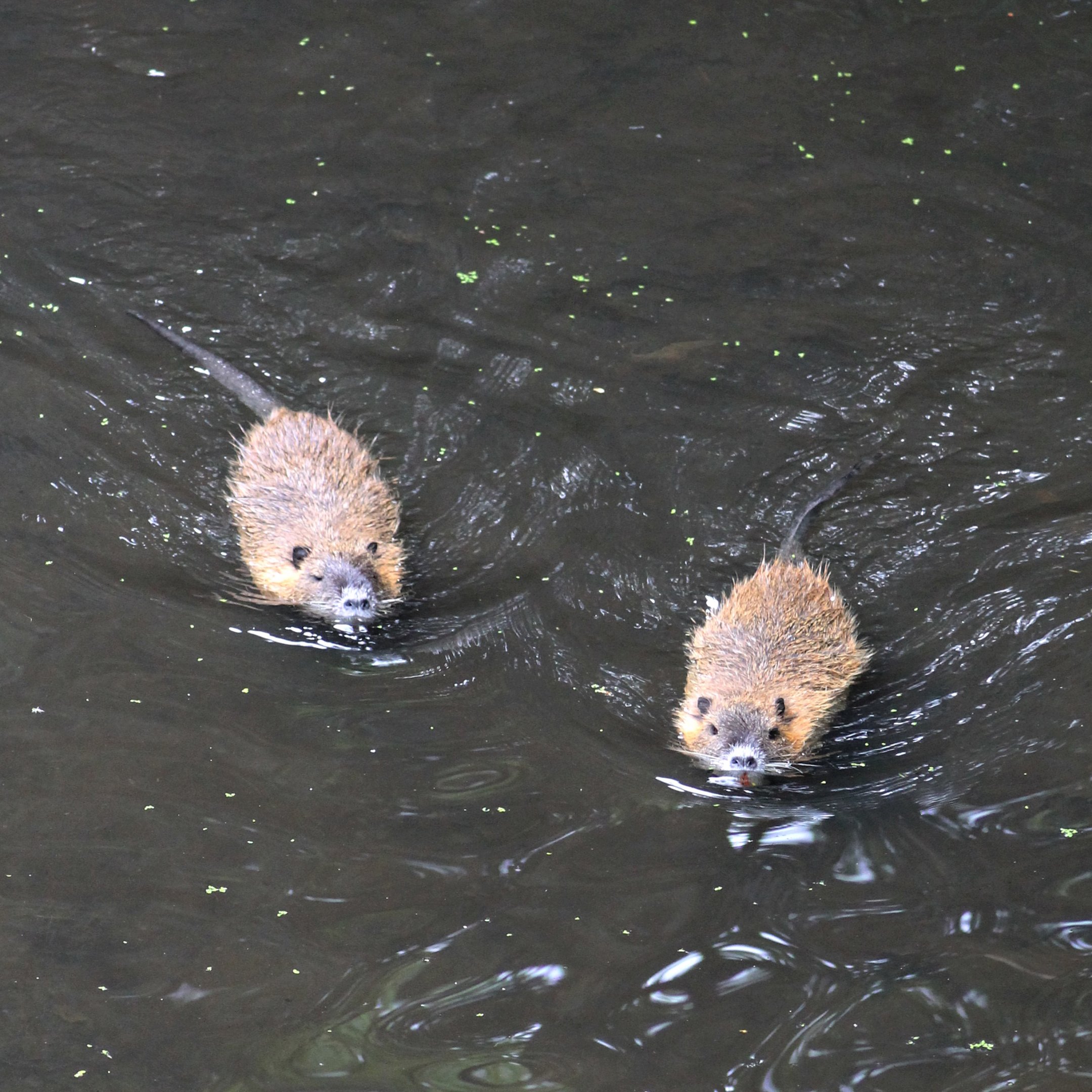 Nutria/Coypu (Myocastor coypus) at Celler Schlosspark