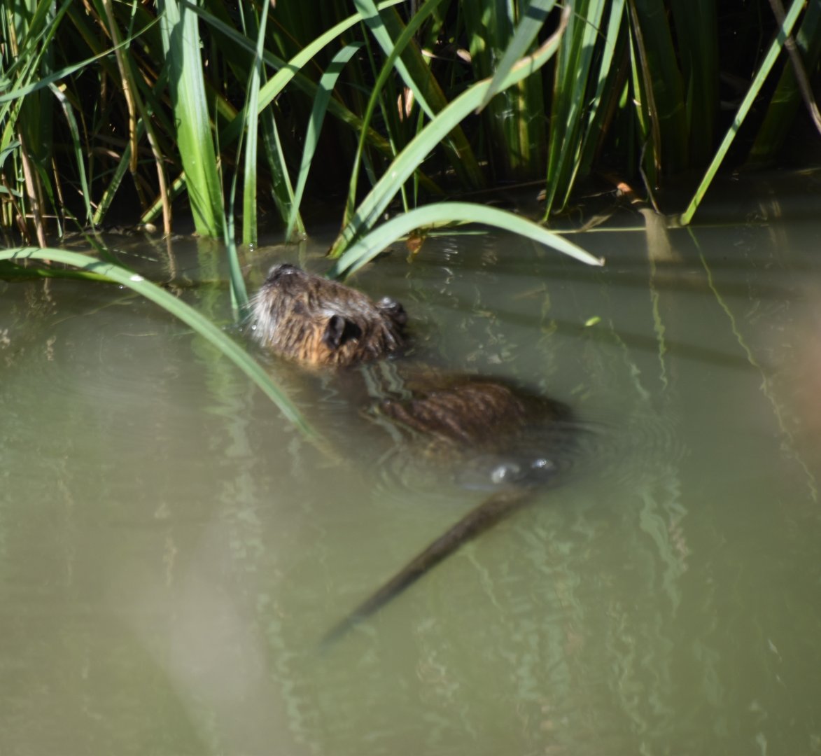 Nutria/Coypu