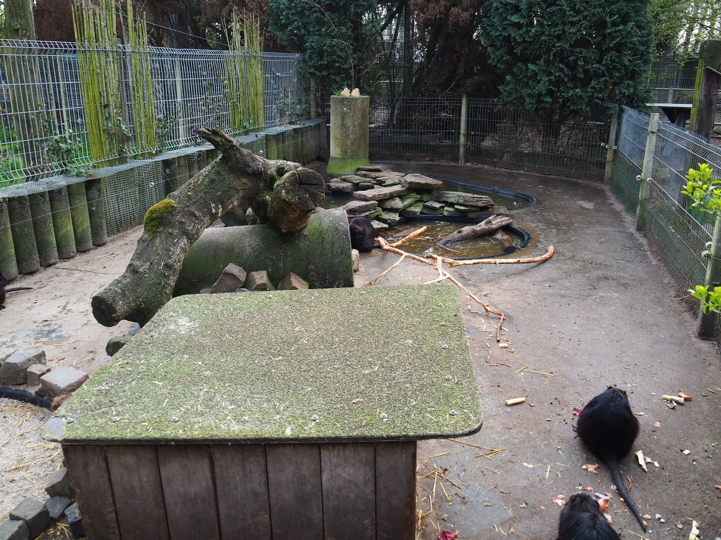 Nutria exhibit, 2019-04-06