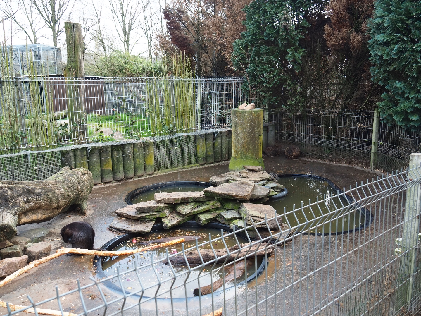 Nutria exhibit, 2019-04-06