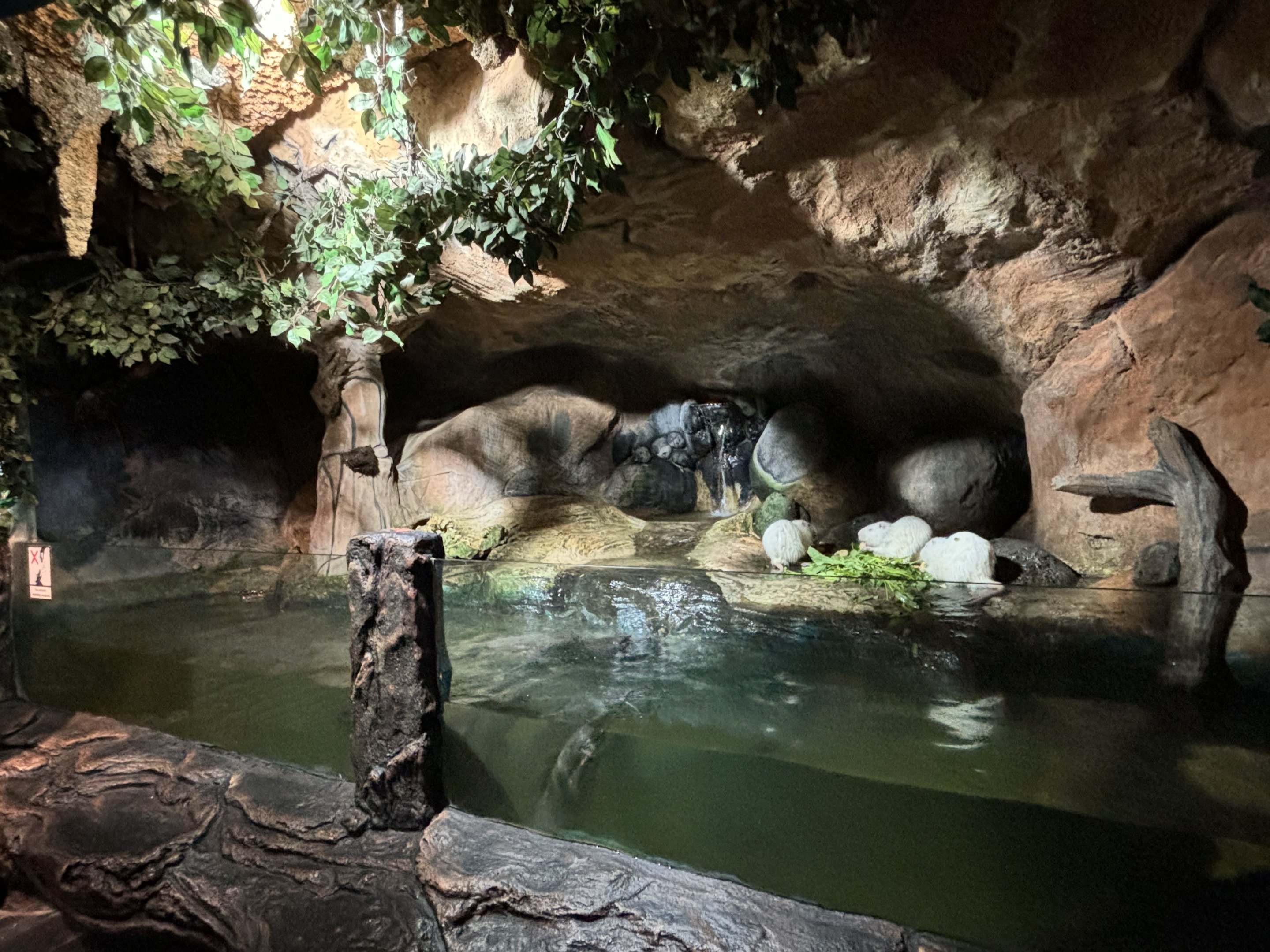 Nutria Exhibit #4 - albino