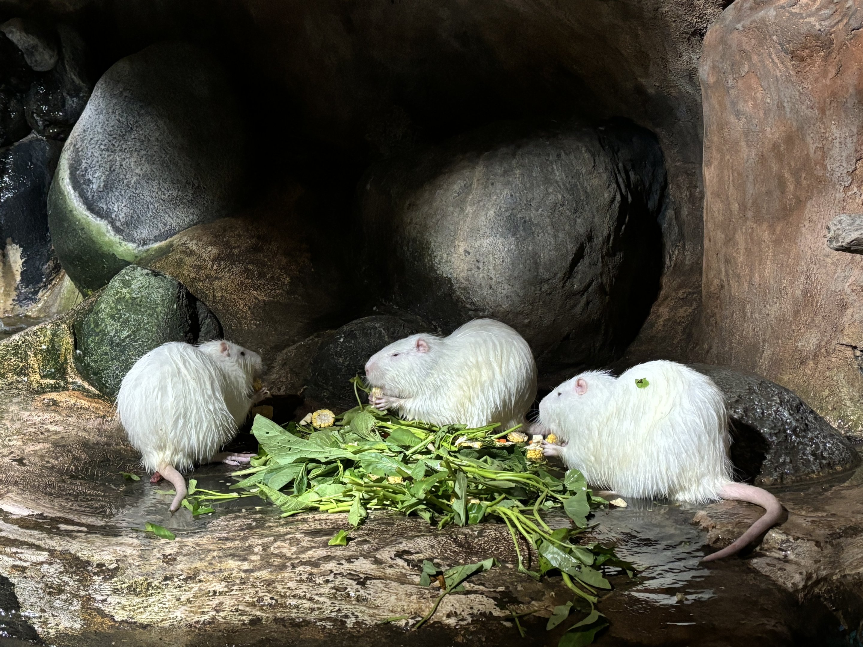 Nutria Exhibit #4 - albino
