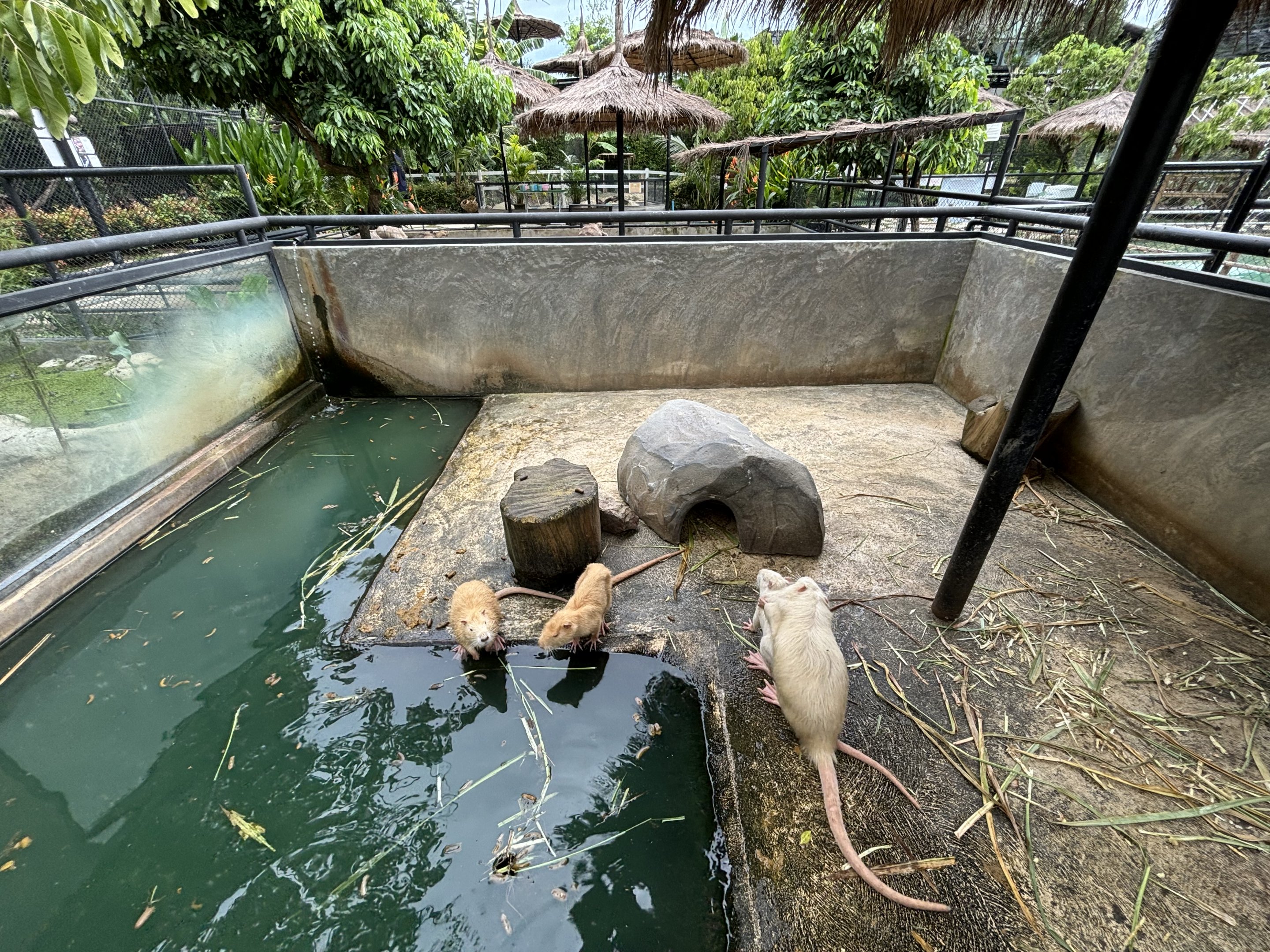 Nutria Exhibit - Lanna Mini Zoo