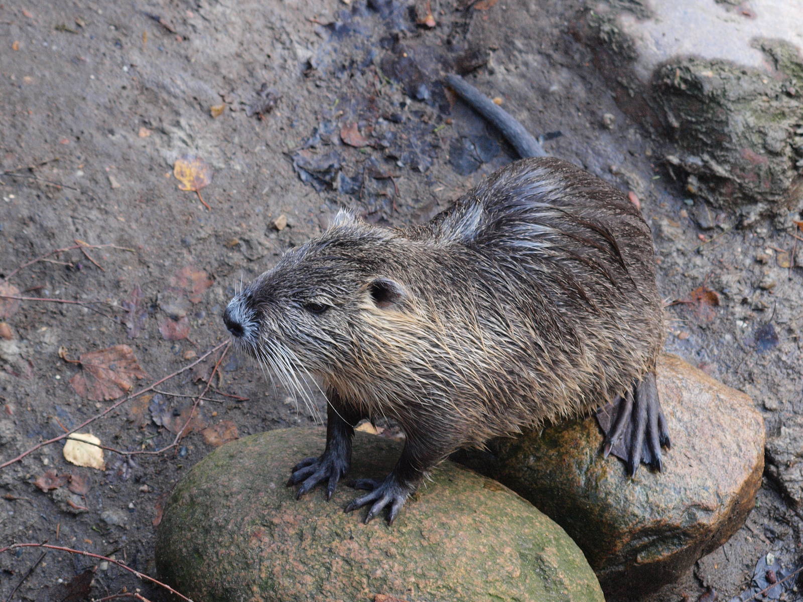 Nutria in AQUA, Silkeborg