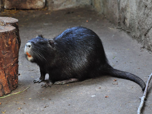 Nutria in Kishinev Zoo