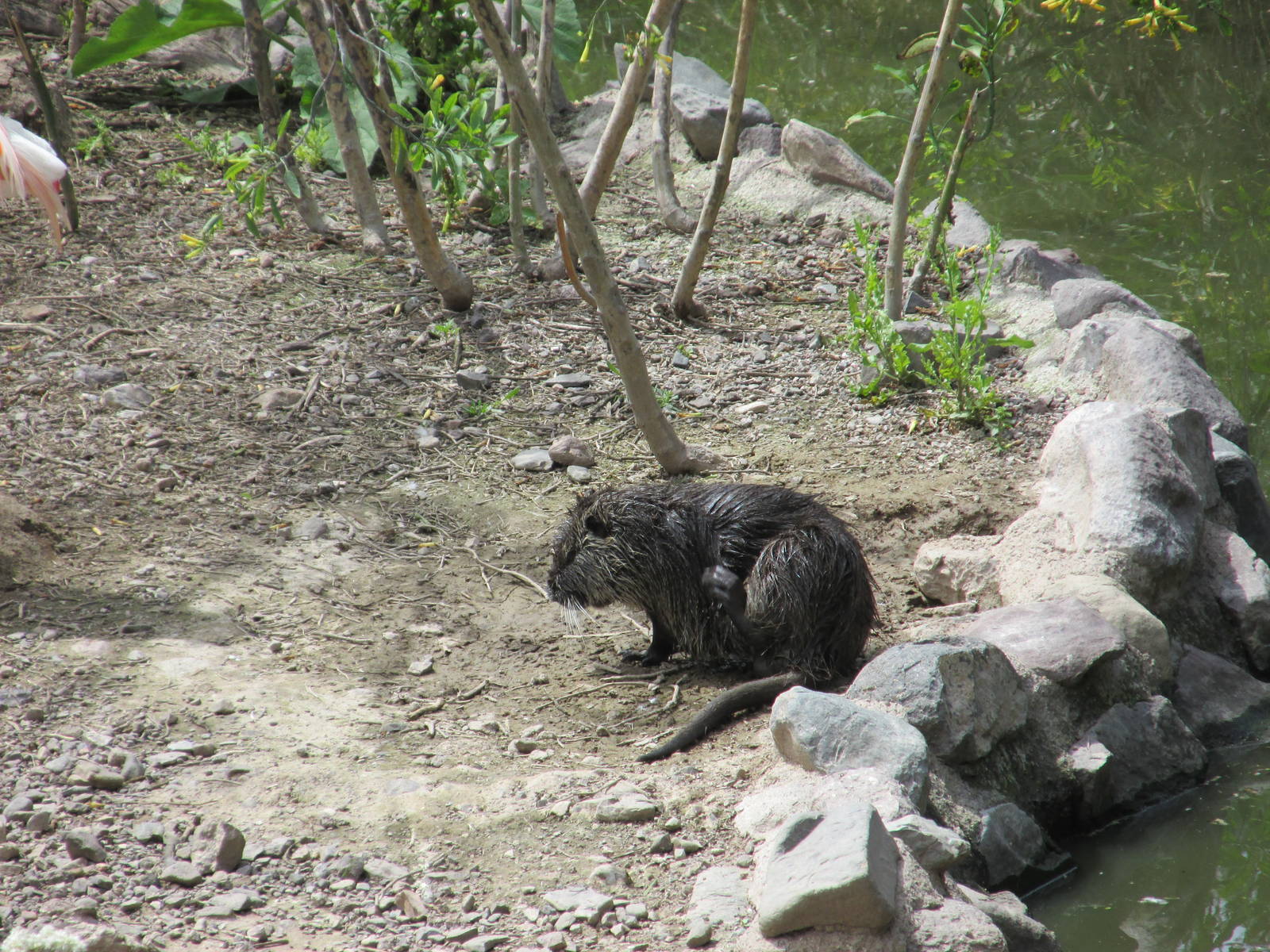 nutria mendoza zoo