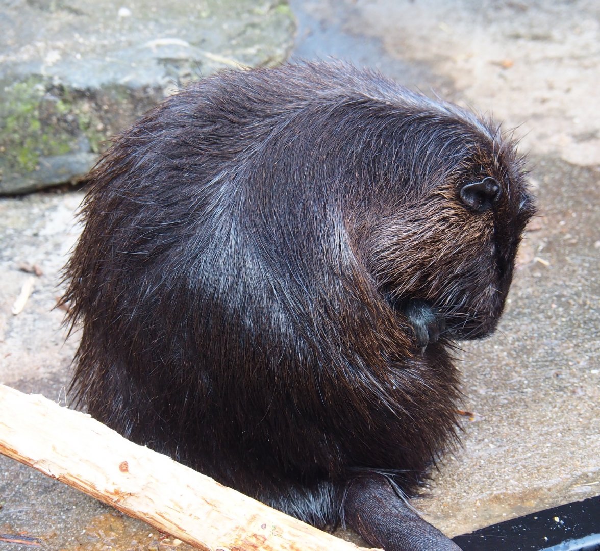 Nutria (Myocastor coypus), 2019-04-06