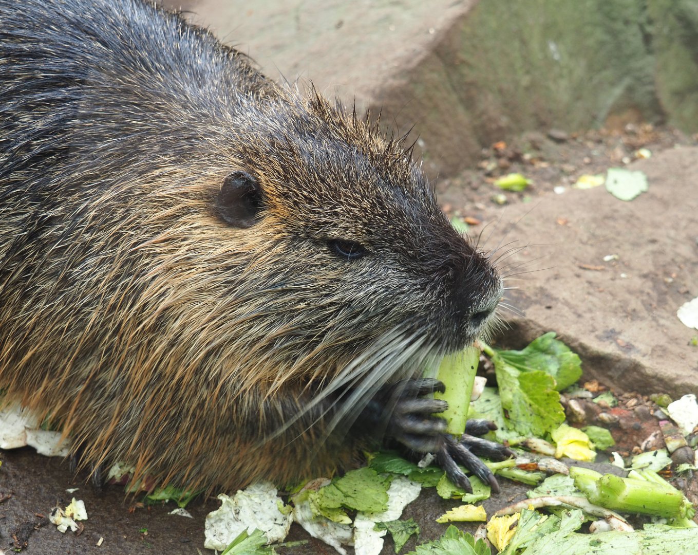 Nutria (Myocastor coypus), 2022-03-16