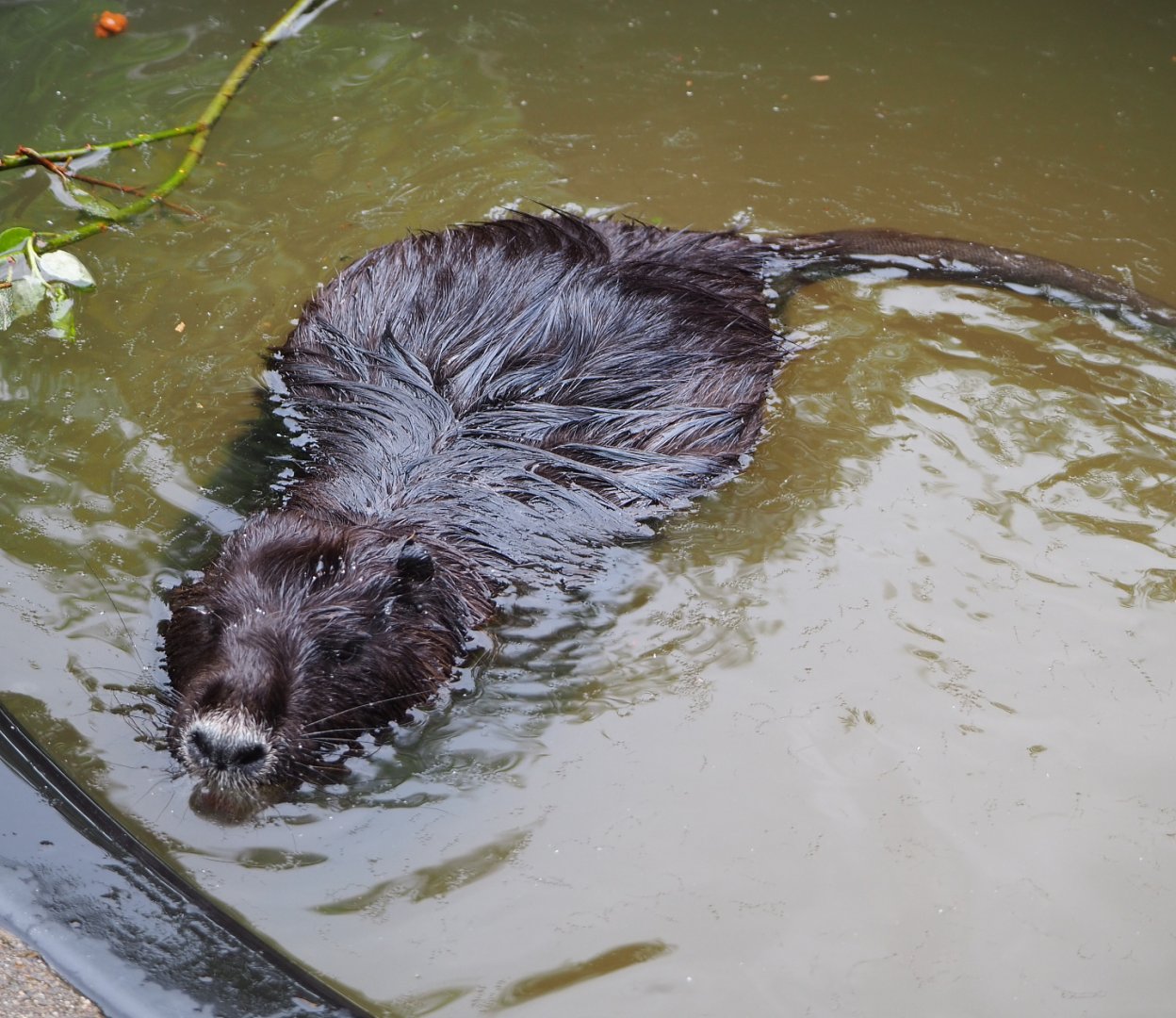 Nutria (Myocastor coypus), 2022-05-17