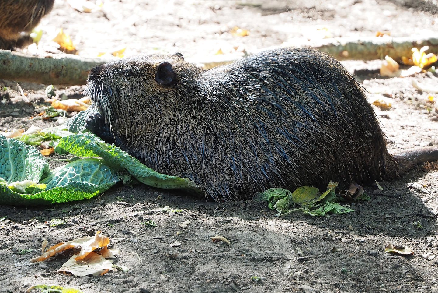 Nutria (Myocastor coypus), 2022-09-04