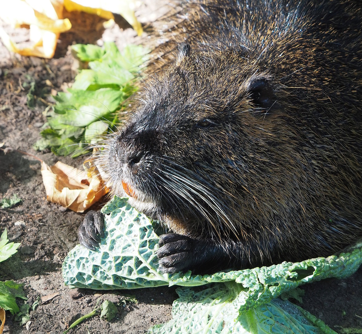 Nutria (Myocastor coypus), 2022-09-04