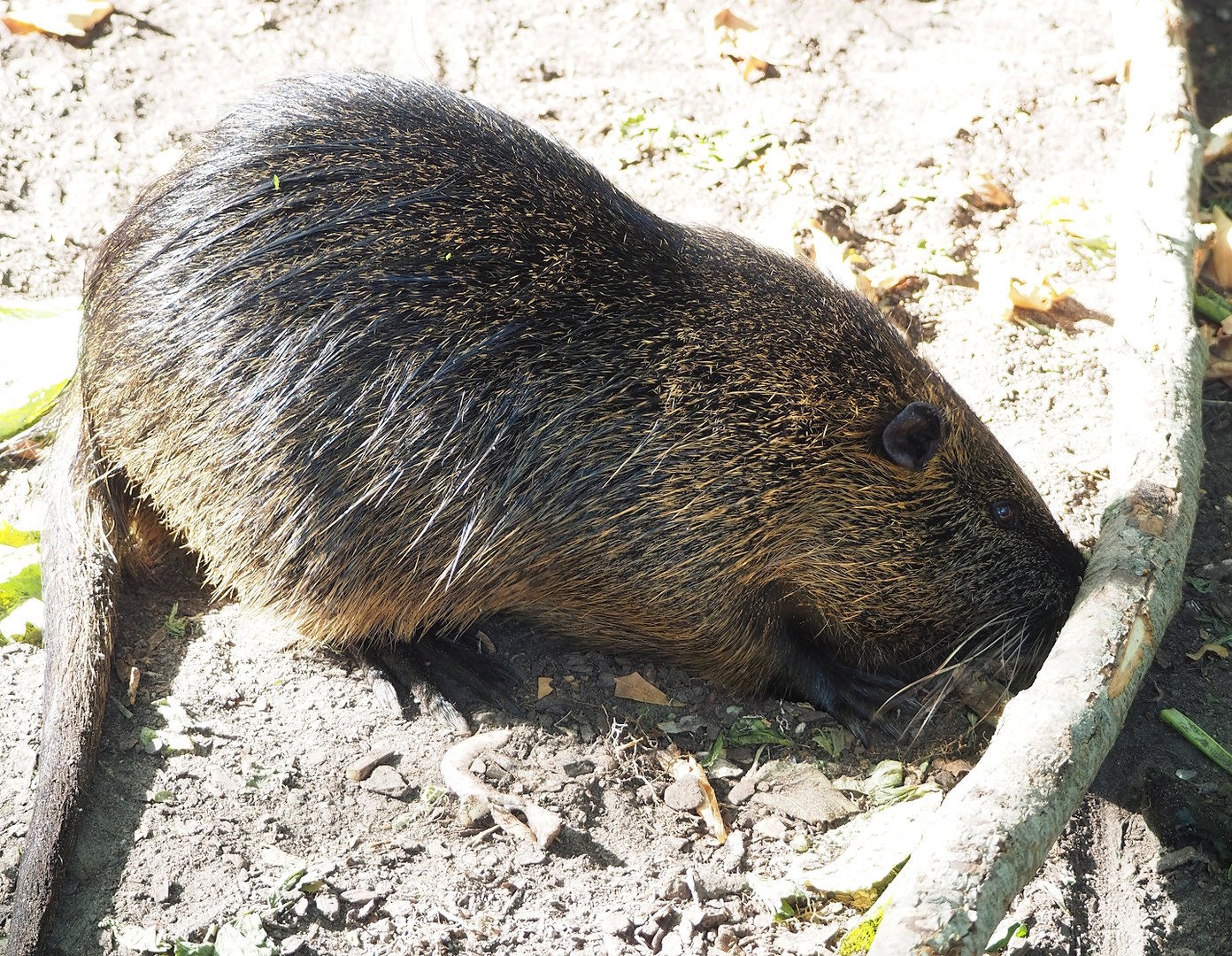 Nutria (Myocastor coypus), 2022-09-04