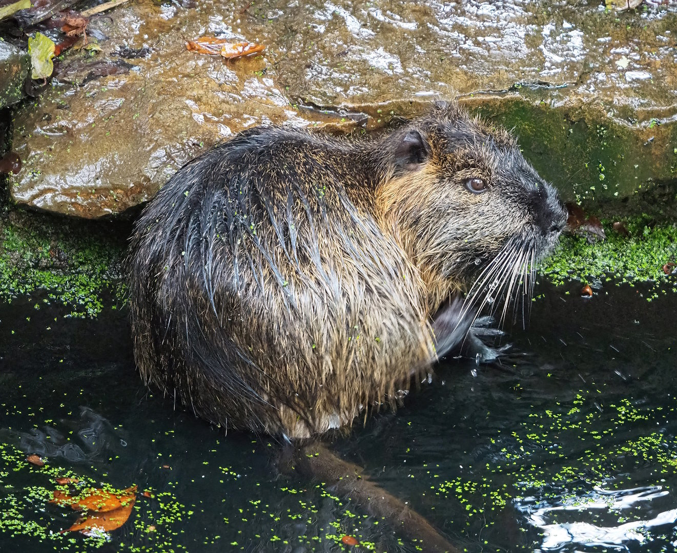 Nutria (Myocastor coypus), 2022-10-29