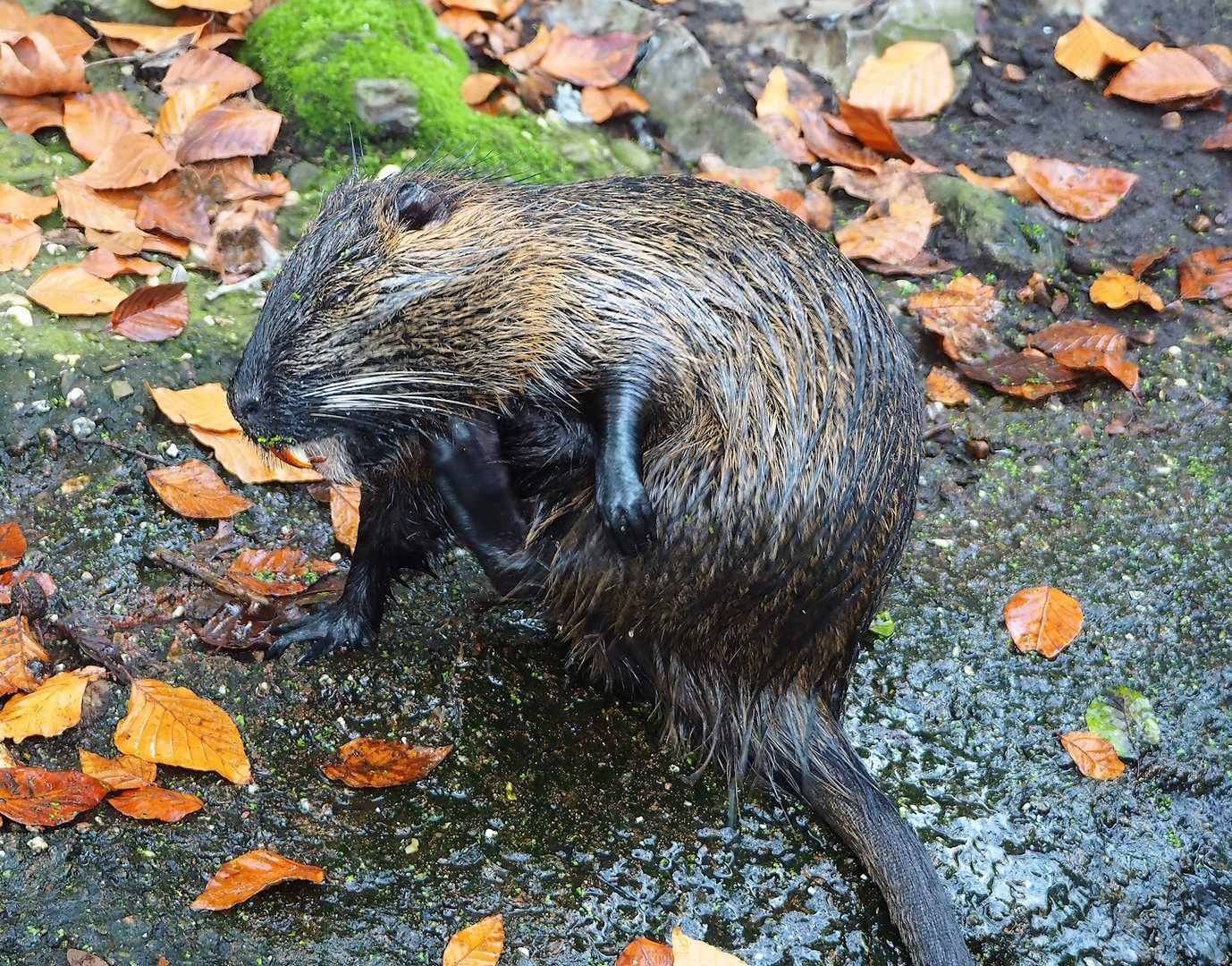Nutria (Myocastor coypus), 2022-10-29