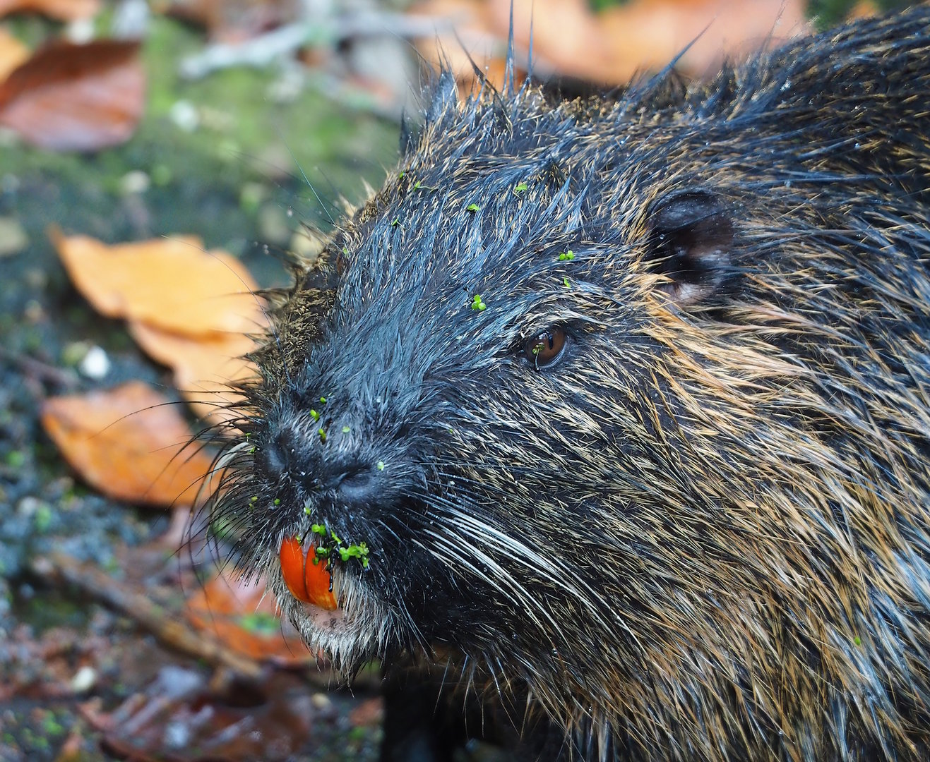Nutria (Myocastor coypus), 2022-10-29