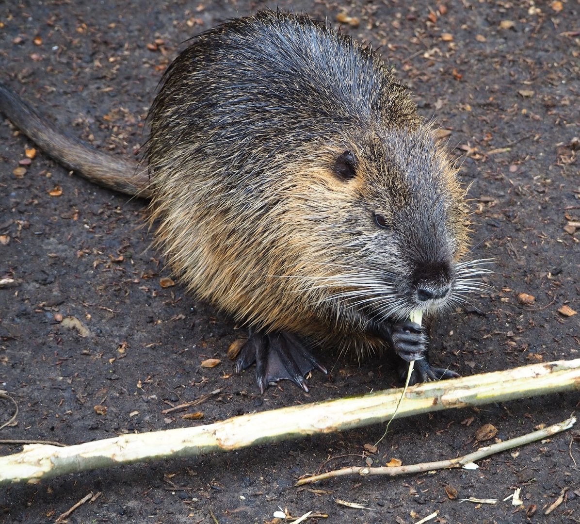 Nutria (Myocastor coypus), 2023-04-08