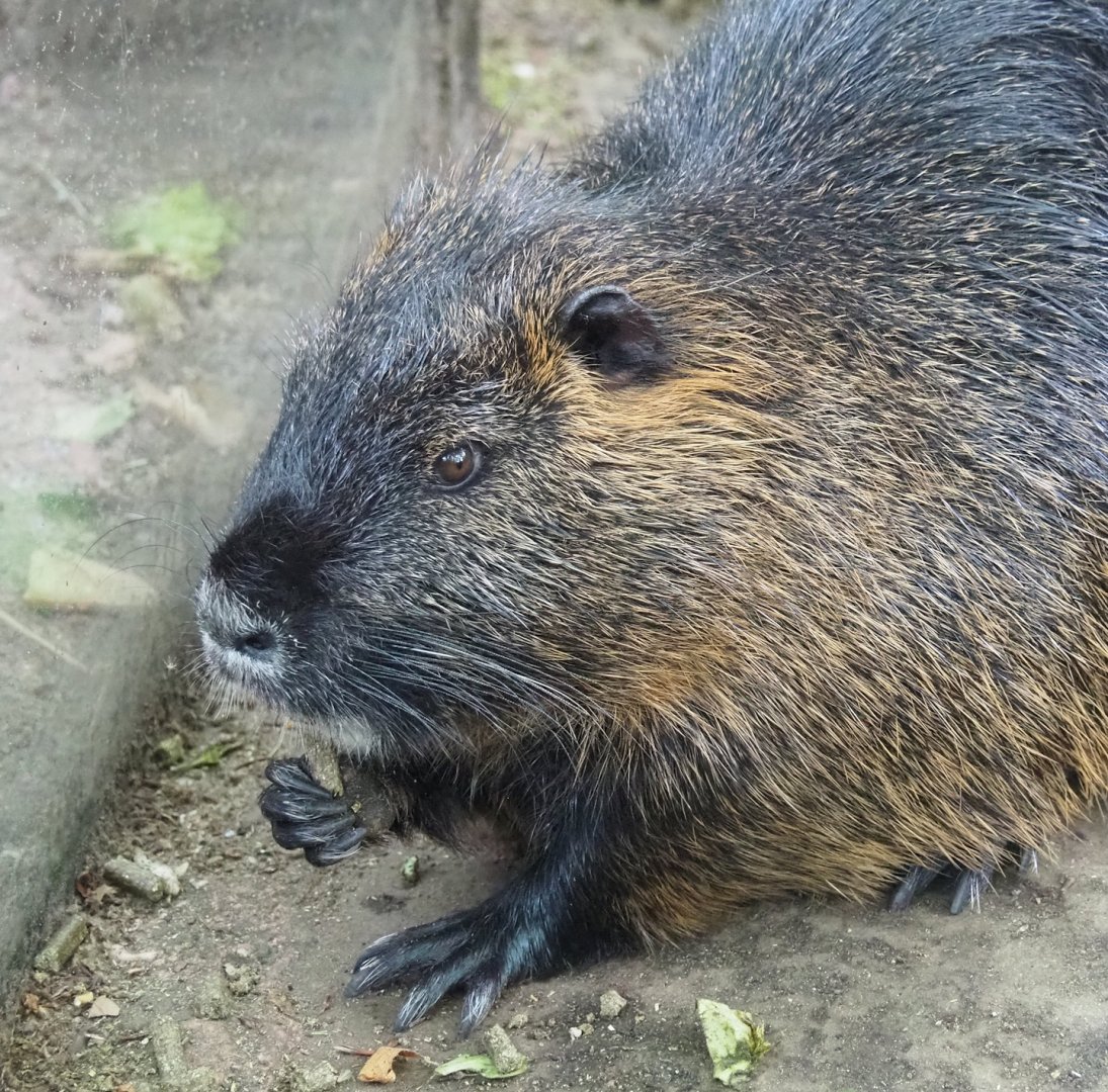 Nutria (Myocastor coypus), 2023-07-02