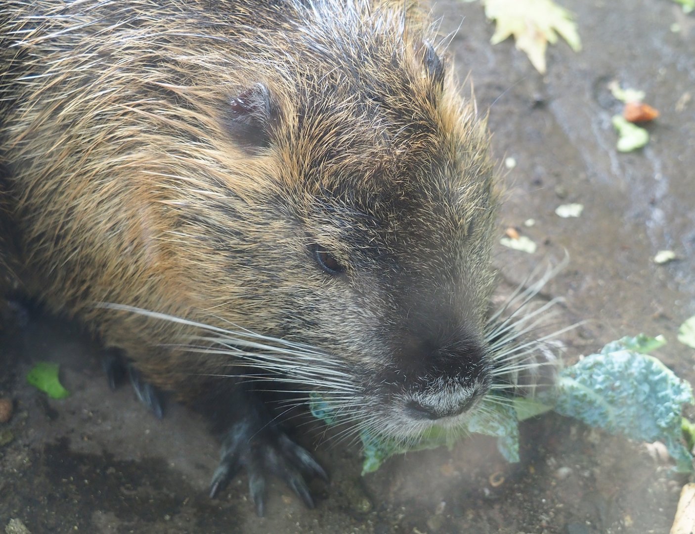 Nutria (Myocastor coypus), 2023-07-22