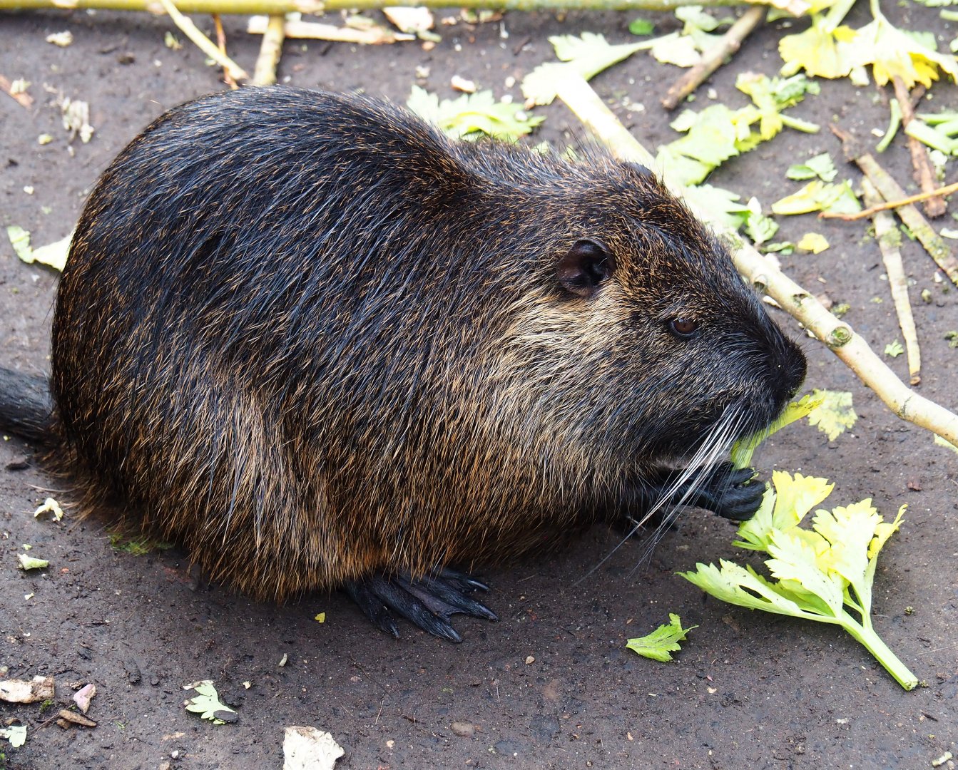 Nutria (Myocastor coypus), 2024-02-17