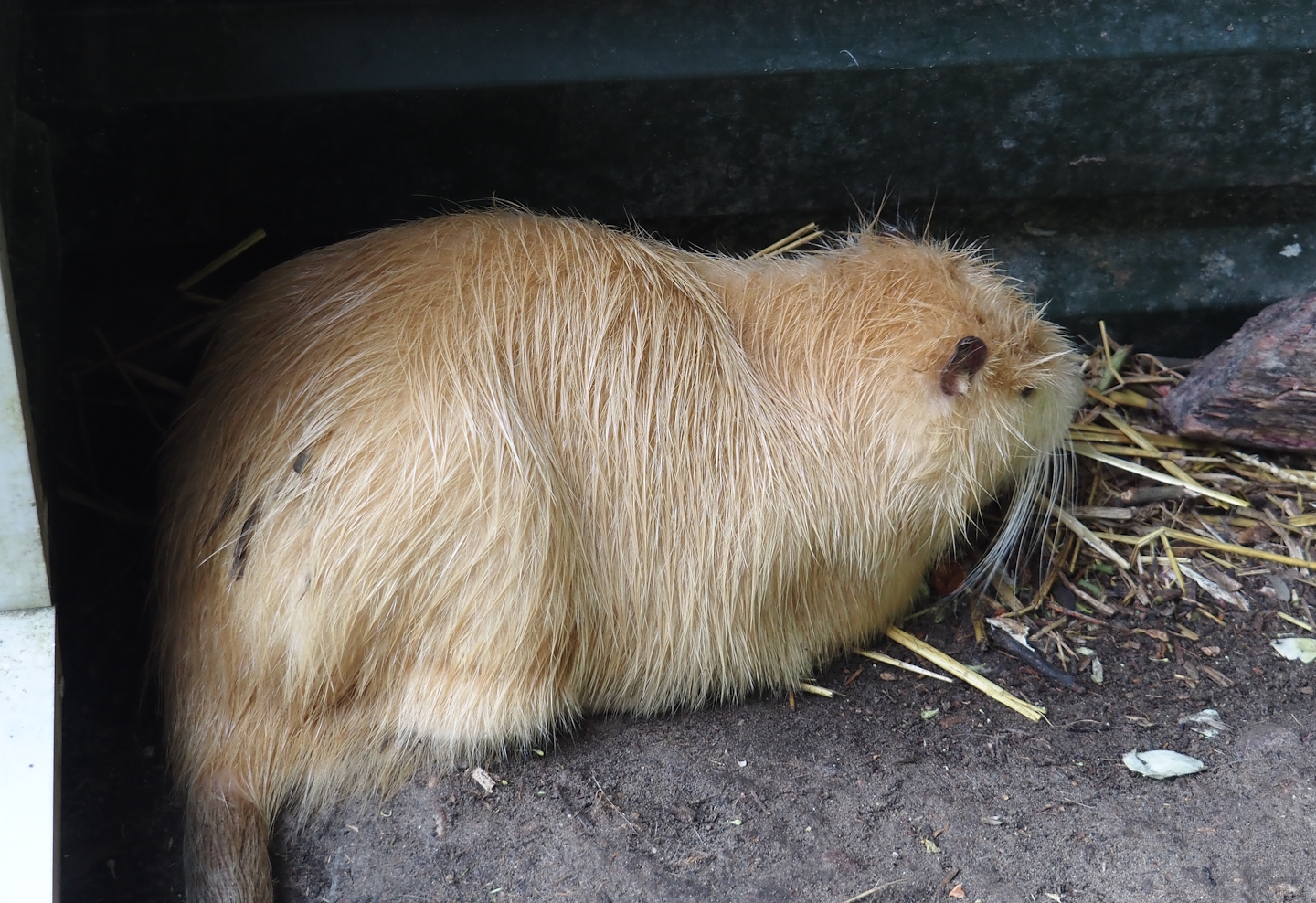 Nutria (Myocastor coypus), 2024-05-11