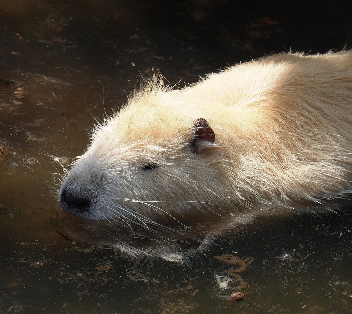Nutria (Myocastor coypus), 2024-05-11