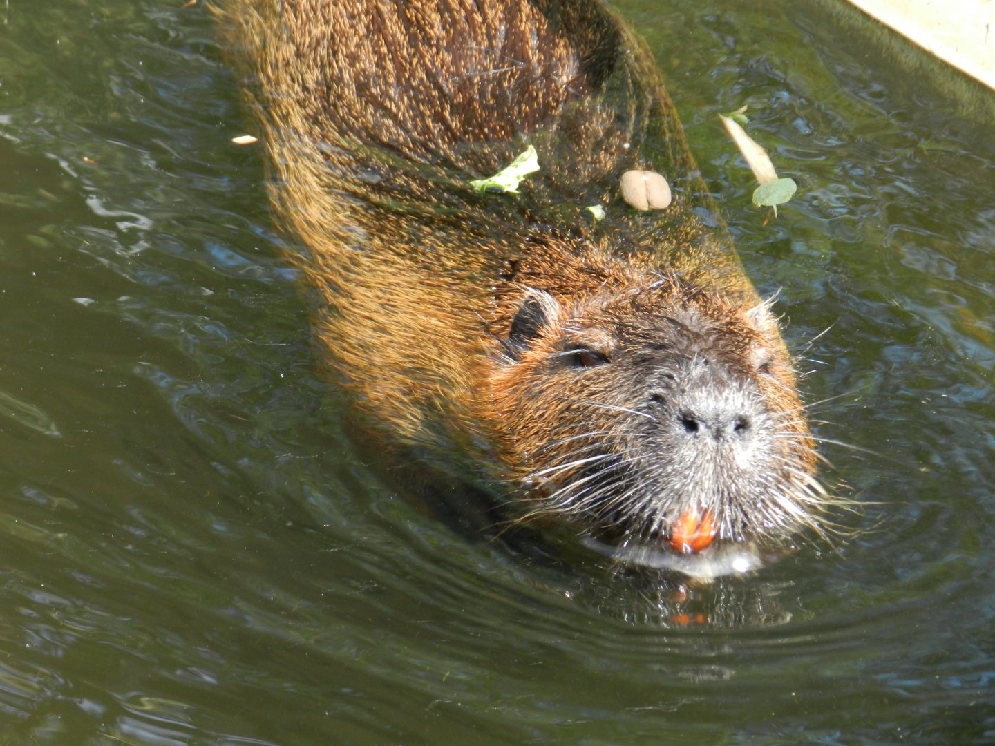 Nutria (Myocastor coypus) at Artis Royal Zoo, The Netherlands