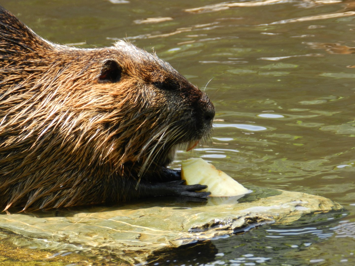 Nutria (Myocastor coypus) at Artis Royal Zoo, The Netherlands