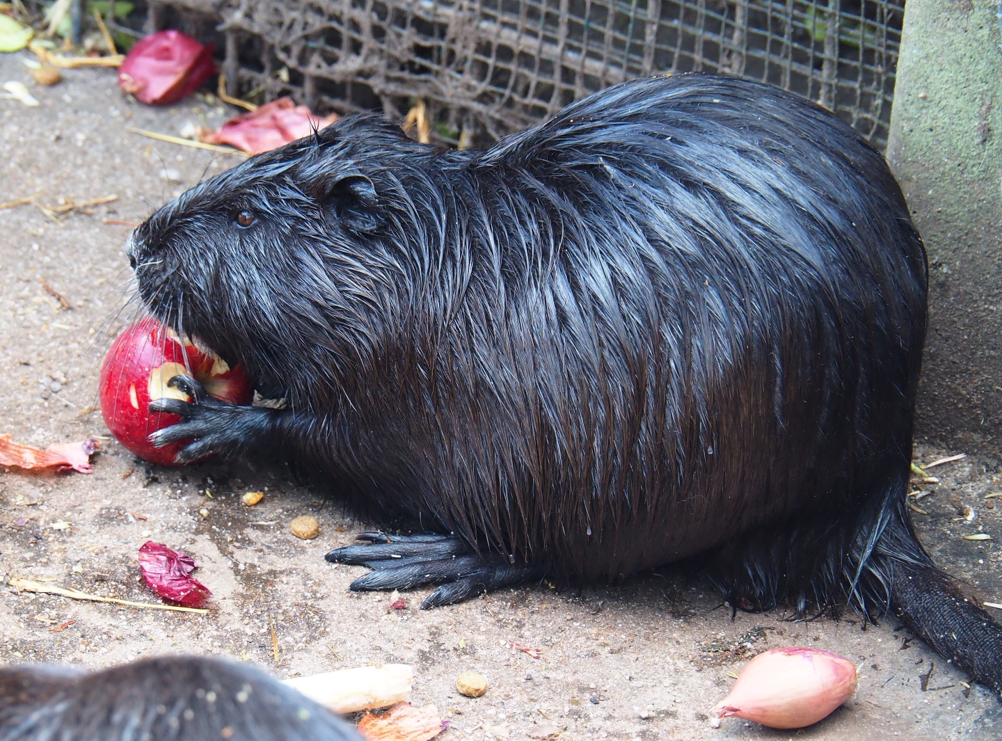 Nutria (Myocastor coypus) eating apple, 2019-04-06