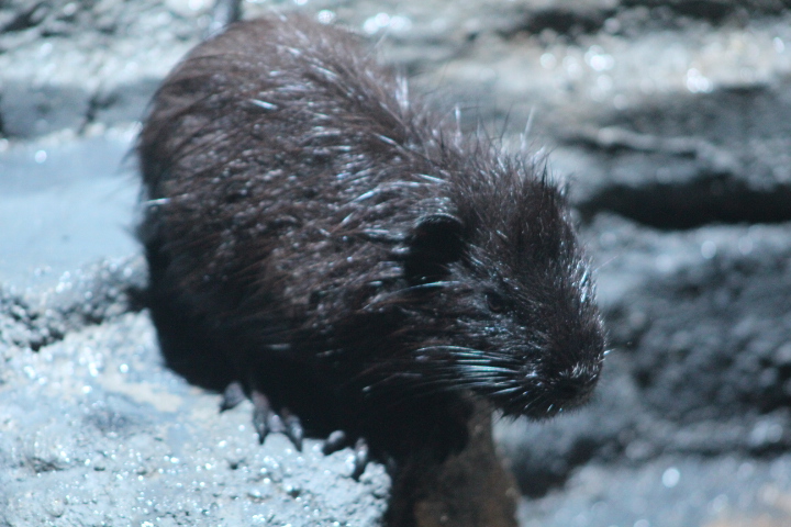 Nutria (Myocastor coypus) - Suraloka Interactive Zoo