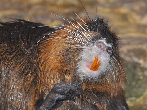 Nutria / Myocastor coypus
