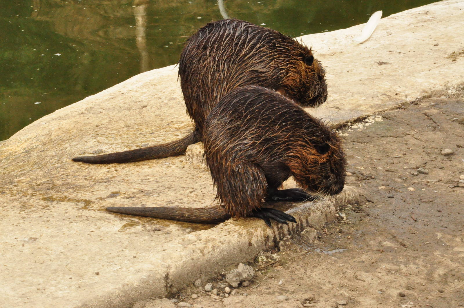 Nutria/ Myocastor coypus